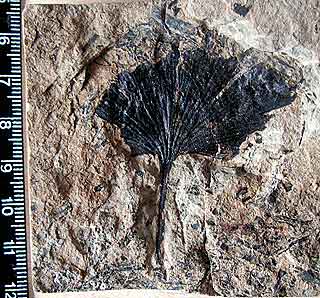 fossil Ginkgo pluripartita, Duingen, Germany