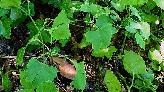 Ginkgo seedlings growing near Ginkgo tree (photo Cor Kwant)