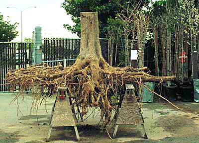 Ginkgo root system (photo ISA)