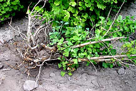 Ginkgo root system plantation France (photo Cor Kwant)