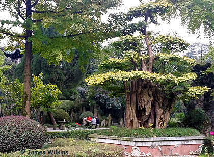 Jinjiang Bonsai garden (photo: James Wilkins)