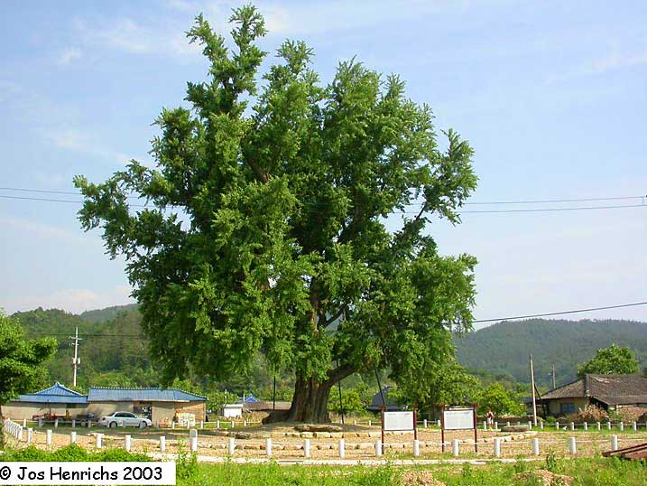 Hamel Ginkgo (photo Jos Henrichs)