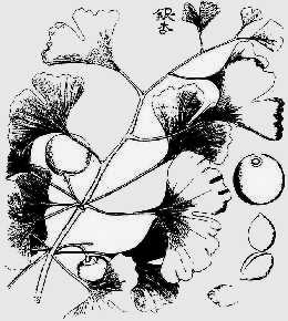 Ginkgo: ets naar tekening van Kaempfer (1712)