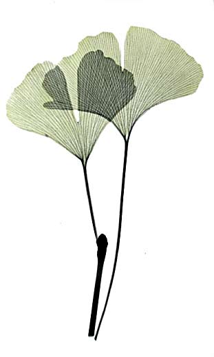 Ginkgo leaves X-rayography (image Albert Koetsier)