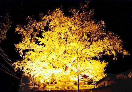 Kumamoto: floodlighted Ginkgo in fall (photo Sando Tomoki)