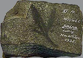 Ginkgo fossil Perm Kupferschiefer Germany (photo Cor Kwant)