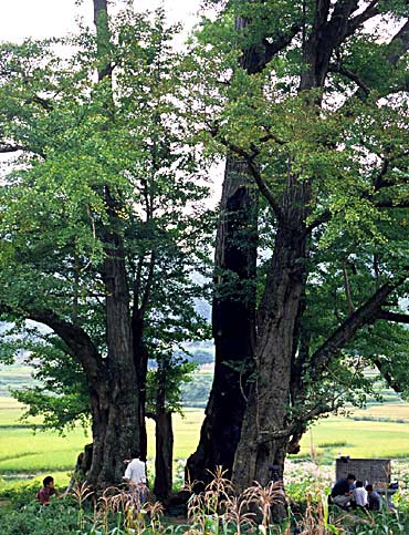 Guizhou : Li Jiawan Grand Ginkgo King (photo Peter del Tredici)