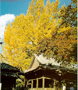 Schrein in Kamiita, Japan, 1000 Jahre alte Baum. Foto: Hidenari Yano.