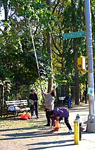 Gathering Ginkgo seeds in New York, Rivington street