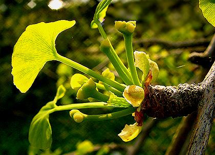 Growing ginkgo from seed