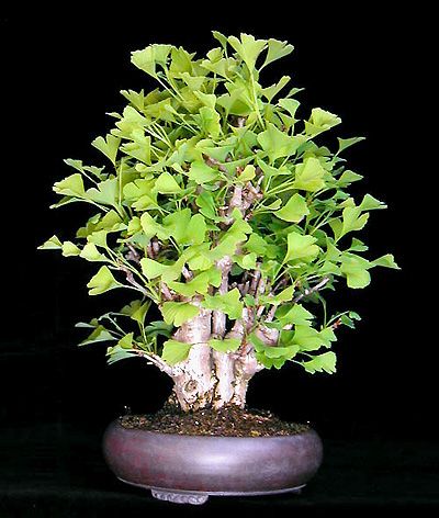 Ginkgo bonsai (photo Wolfgang Putz)