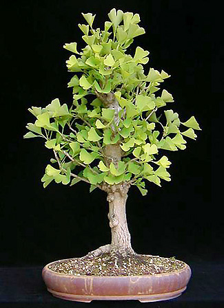 Ginkgo bonsai (photo Wolfgang Putz)