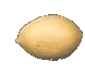seed (real size)