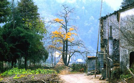Yang village (photo Jimmy Shen)