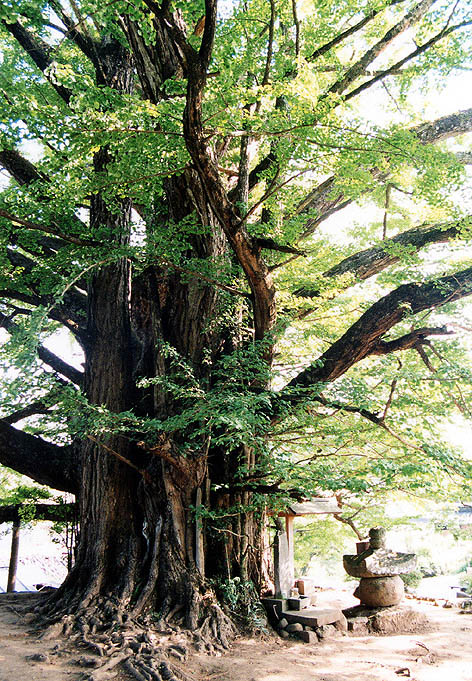 Kumamoto, Japan (photo Sando Tomoki)