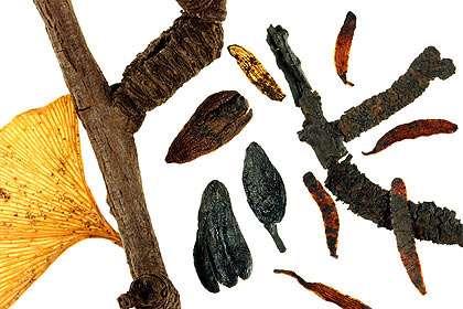 Umaltolepis mongoliensis