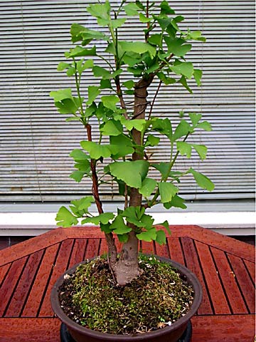 Ginkgo bonsai (photo Paul Wolters)
