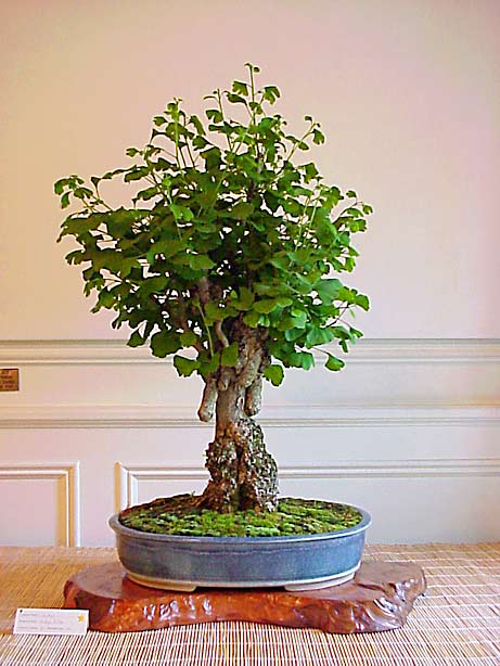 Ginkgo bonsai with chichi (photo Yedwab)