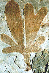 Ginkgo apodes, Cretaceous, Yixian, China
