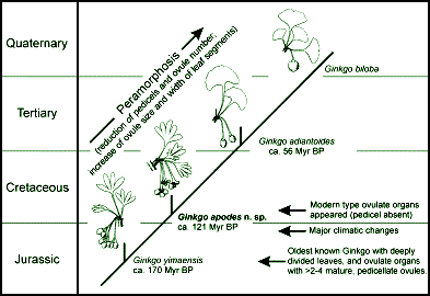 Ginkgo evolution scheme