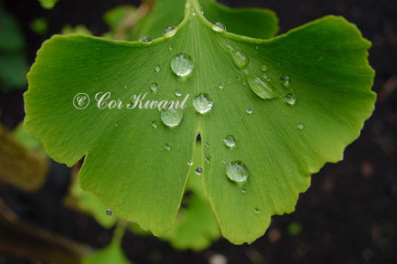 leaf with raindrops (photo Cor Kwant)