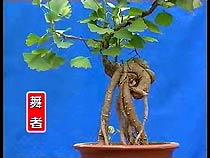 Ginkgo bonsai nursery in China