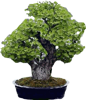 Ginkgo bonsai (foto Cor Kwant)