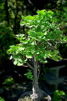 bonsai (foto Cor Kwant)