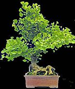 Ginkgo bonsai (photo HeMeng)
