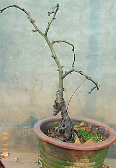 Chinese bonsai (photo HeMeng)