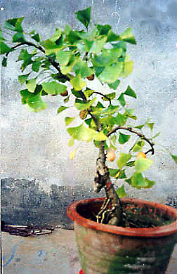 Chinese bonsai with leaves (photo HeMeng)