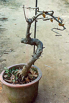 Chinese bonsai (photo HeMeng)