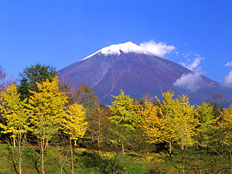 Mount Fuji with Ginkgo trees (photo Yamamoto)