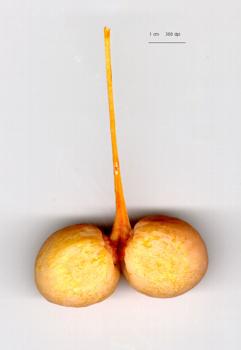 Ginkgo biloba seed (large)