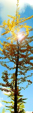 Ginkgo in fall (photo Cor Kwant)