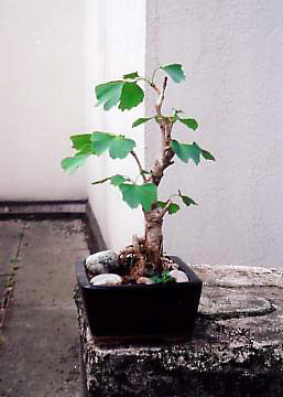 bonsai (photo Atsuko Kato)