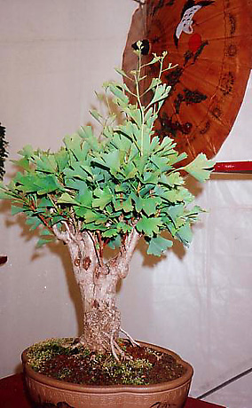 Ginkgo bonsai (photo Atsuko Kato)