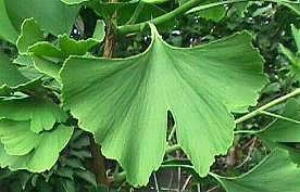 leaf (Foto: Cor Kwant)