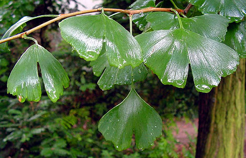 Ginkgo bladeren in de regen  (foto Cor Kwant)