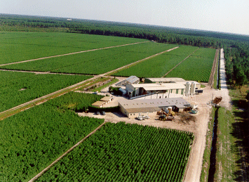 Ginkgo plantation France