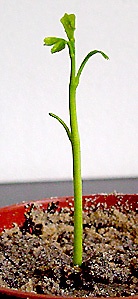 seed development 5 - photo Cor Kwant