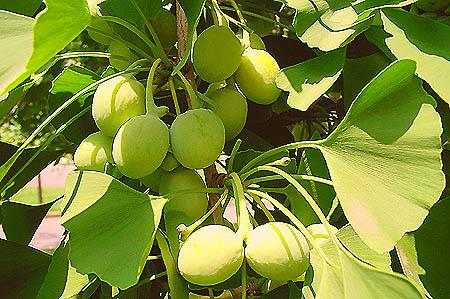 10 graines de Gingko Biloba bonsaï seeds Ginkgo Ginko  Maidenhair tree 
