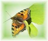 butterfly on Ginkgo leaf (photo Cor Kwant)